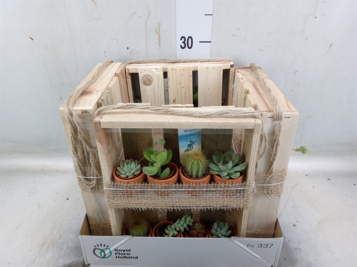 <h4>Succulents   ...</h4>