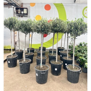 Olea europaea on stem