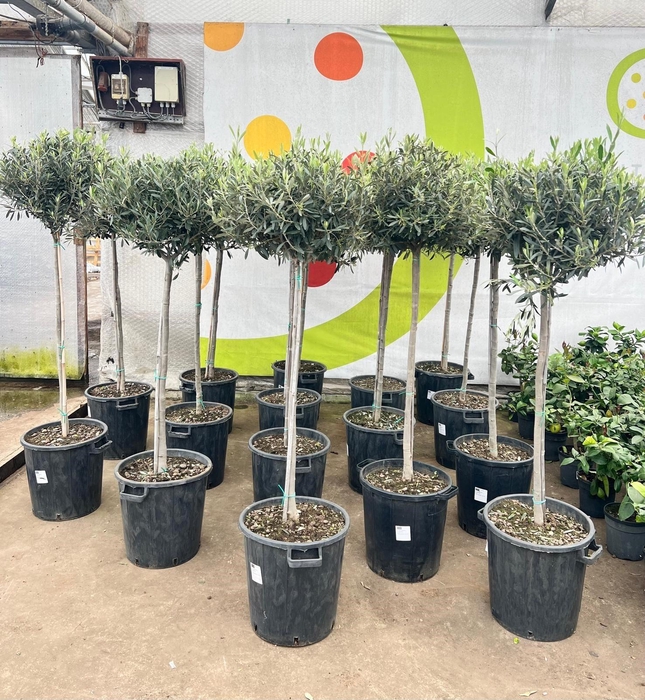 <h4>Olea europaea on stem</h4>