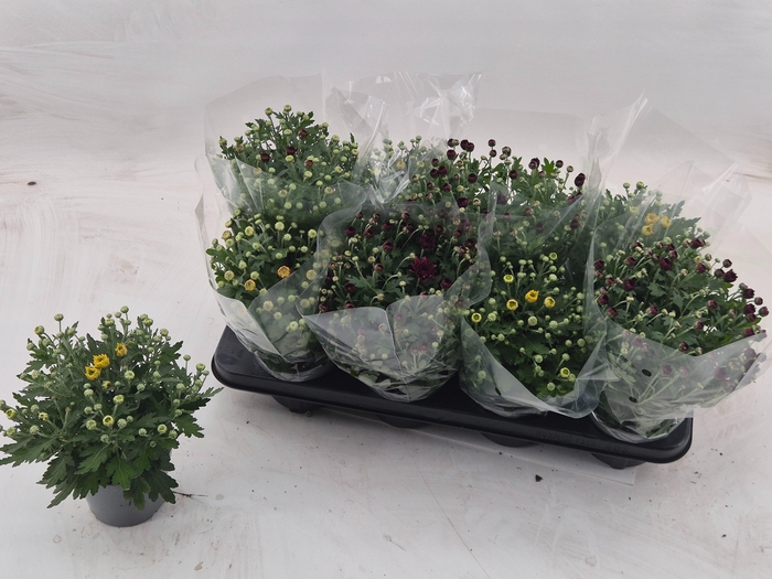<h4>CHRYS GARDEN MUMS GM</h4>