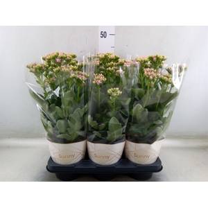 Kalanchoe  'RoseFlow Graceful Pink'