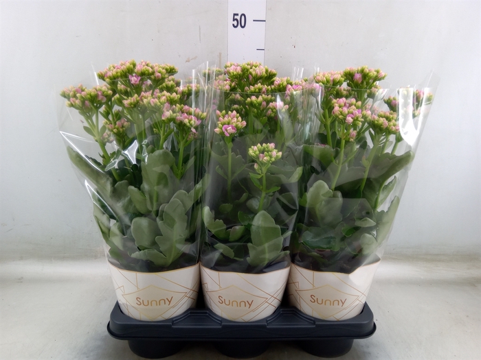 <h4>Kalanchoe  'RoseFlow Graceful Pink'</h4>