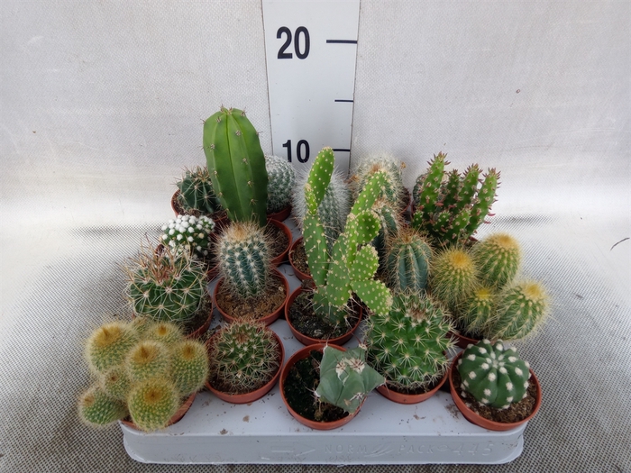 <h4>Cactus   ...mix</h4>