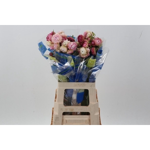 Helichrysum Hot Pink 70cm