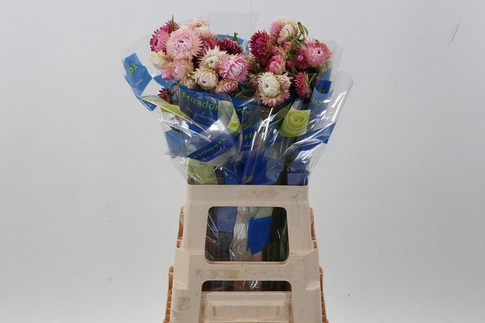 <h4>Helichrysum Hot Pink 70cm</h4>