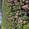 Escallonia overig