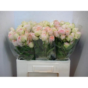 R TR RLM  ING KRISTI