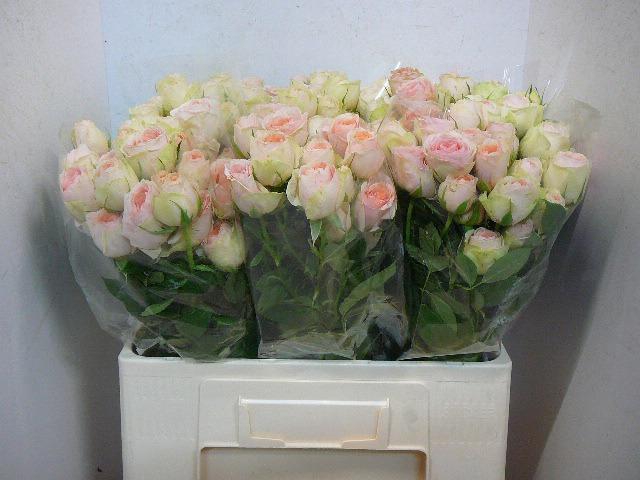 <h4>R TR RLM ING KRISTI</h4>