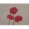 Dried achillea paint pink