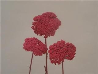 Dried achillea paint pink