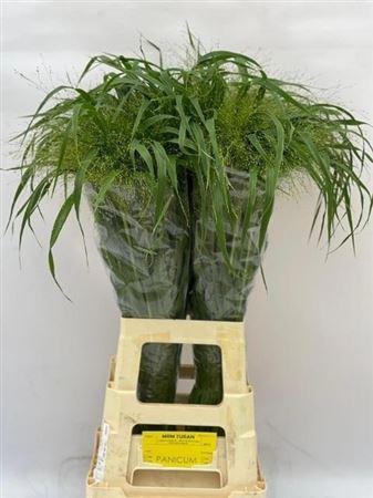<h4>Panic Vi Fontaine 80 Cm</h4>