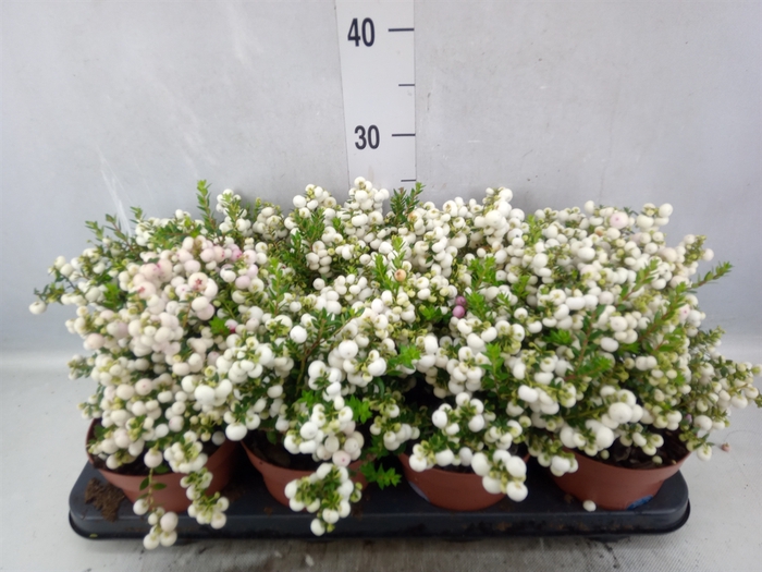 <h4>Gaultheria   ...white berry</h4>