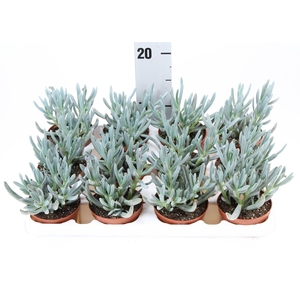 Senecio kleinia stapeliformis