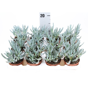 Senecio kleinia stapeliformis