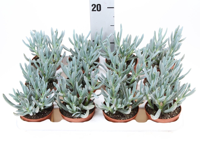 <h4>Senecio kleinia stapeliformis</h4>