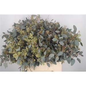 Euc Populus Berry Per Bunch 400 Gram S U P E R