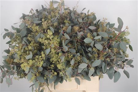 <h4>Euc Populus Berry Per Bunch 400 Gram S U P E R</h4>