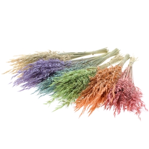 Avena Wild per bunch Mixed Colours Frosted