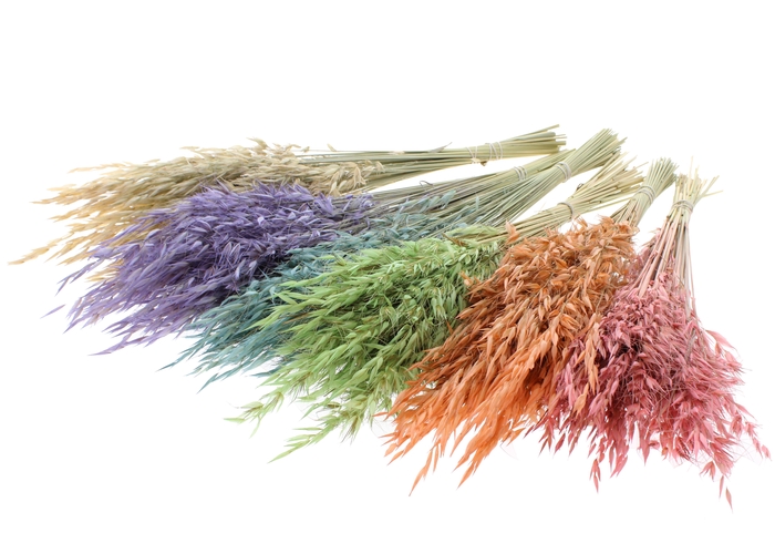 Avena Wild per bunch Mixed Colours Frosted