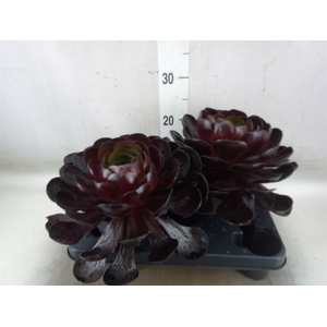 xSemponium 'Destiny'