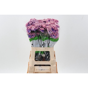 Di St Tinted Passion