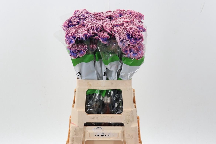 <h4>Di St Tinted Passion</h4>