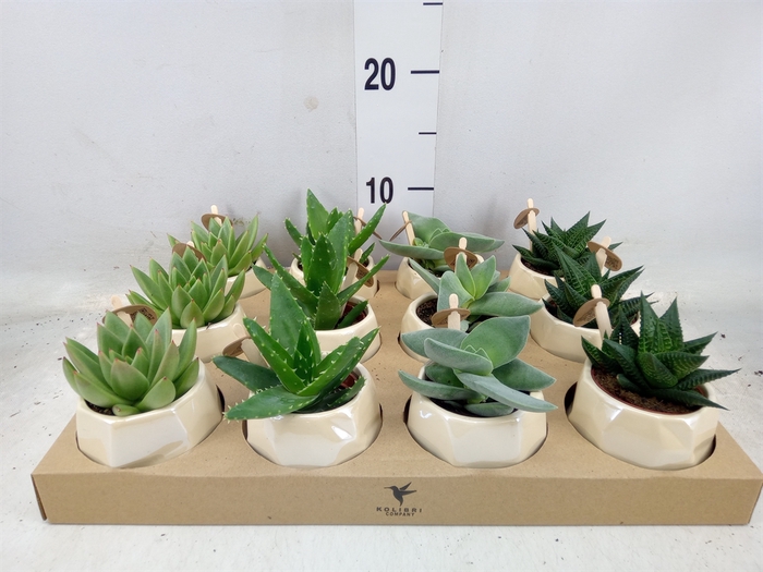 <h4>Succulents   ...mix 3</h4>