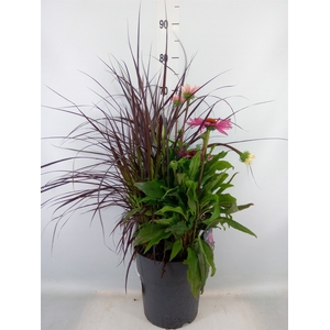 Vaste pltn   ...mix 3  [Perennials]