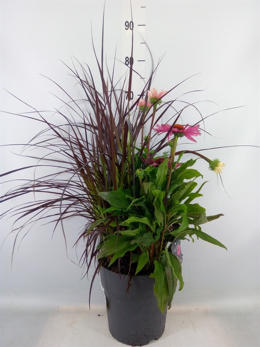 <h4>Vaste pltn   ...mix 3  [Perennials]</h4>