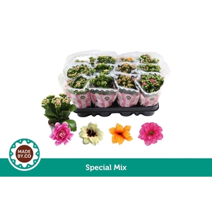 Kalanchoe