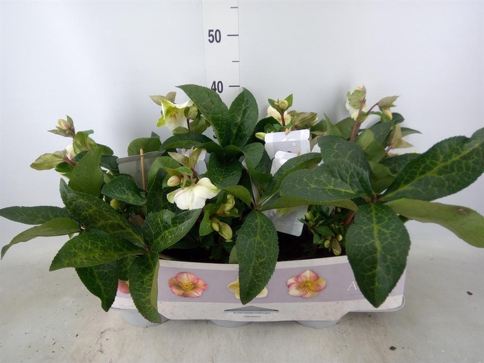 <h4>Helleborus 'Fkiss Mollys White'</h4>