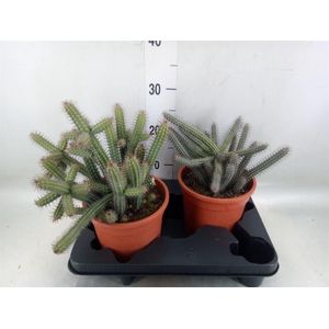 Euphorbia baioensis