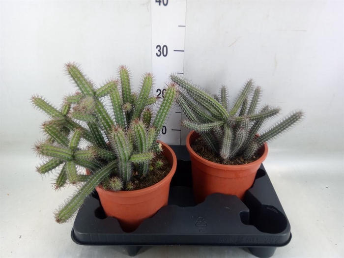 <h4>Euphorbia baioensis</h4>