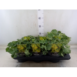 Alchemilla mollis
