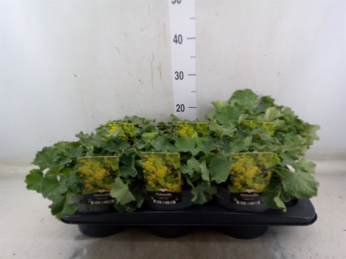<h4>Alchemilla mollis</h4>