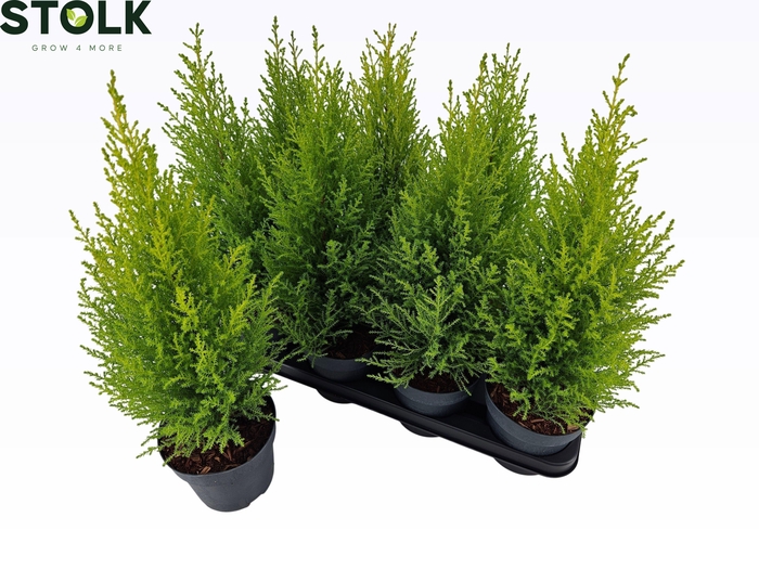 <h4>CUPR MA GOLDC WILMA</h4>