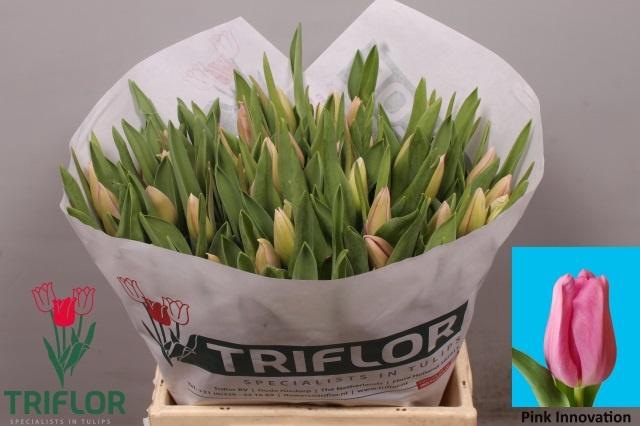 <h4>TU EN PIN INNOVATION</h4>