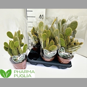 OPUNTIA MICRODASYS