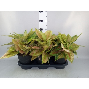 Aglaonema   ...