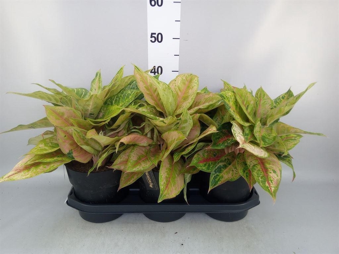 <h4>Aglaonema   ...</h4>