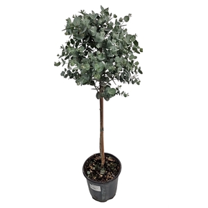 EUCAL GUNNII