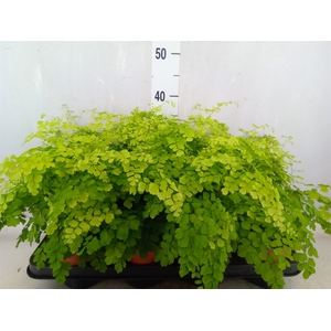 Adiantum raddi. 'Fragrans'