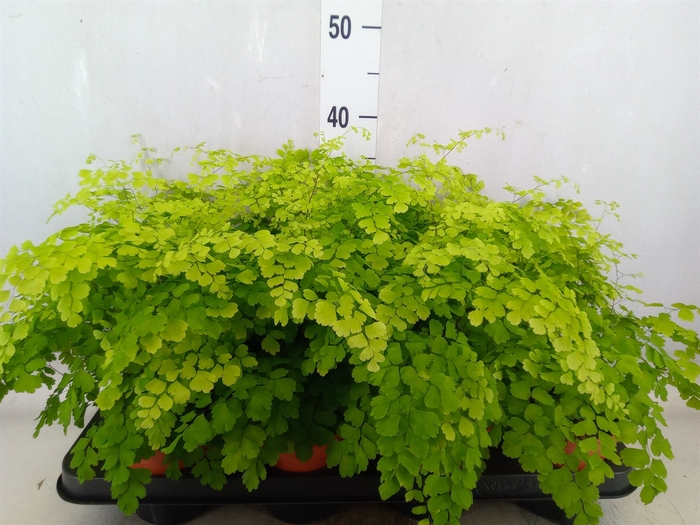 <h4>Adiantum raddi. 'Fragrans'</h4>