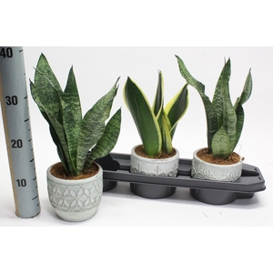 ARR SANSEVIERIA