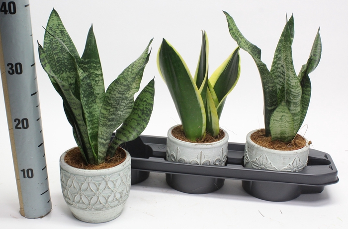 <h4>ARR SANSEVIERIA</h4>