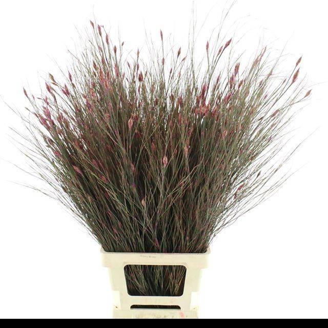 <h4>CANNOMOIS VIRG REKO</h4>