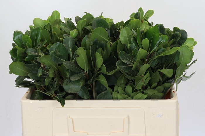 <h4>Pittosporum Nurit</h4>