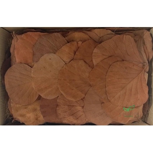 COBRA LEAVES ORANJE 100pcs