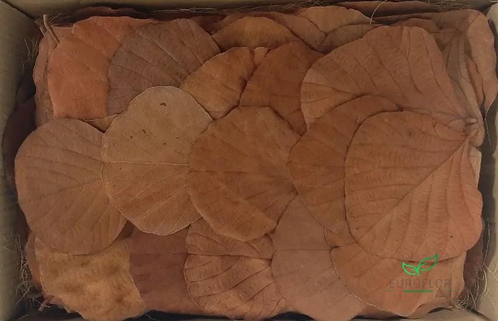 COBRA LEAVES ORANJE 100pcs