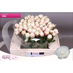Paeonia Odile